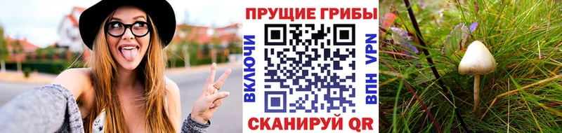 Купить  Сочи  Псилоцибиновые грибы Psilocybe 